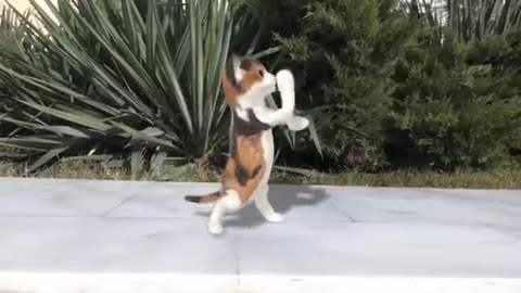 Dancing cats