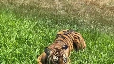 The tiger rested on the grass