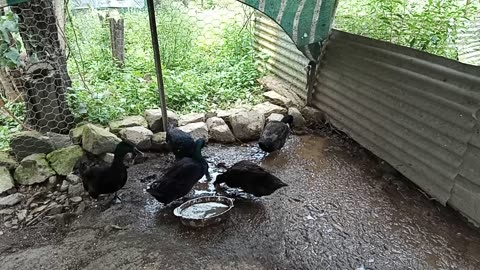 Cayuga Ducks, a new edtion to our Poultry