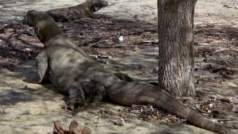 Komodo dragon with a full belly drools after eating a turtle carcass.