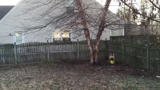 Huge English Mastiff playing with ball