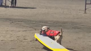 Surf dog competition