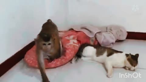 Monkey palying with cat