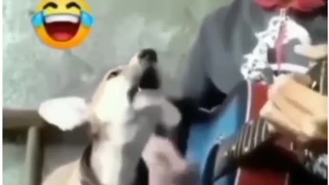 Dog singing a song😂|so cute🥰 |