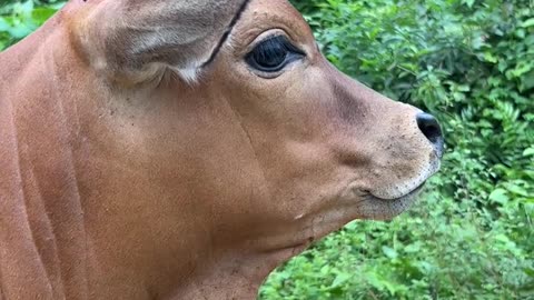 Cute Cow baby Sound