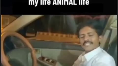 My life animal life: funny video