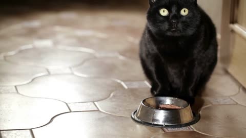 Black cat is eating at home