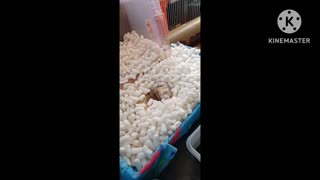 Ferret sleeping in his packing peanuts wakes up when he smells coffee brewing!