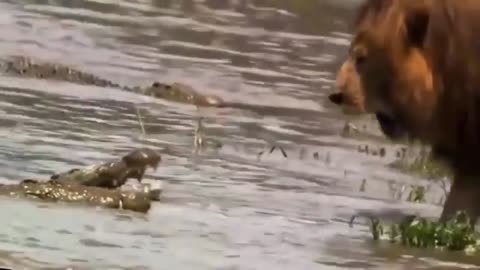 CROCODILE VS LION..(PART 1)