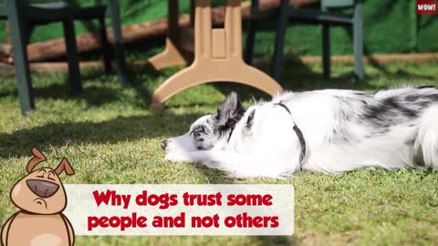 How to train your dog to notice bad people instantly with a few tricks