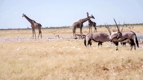 WS Wild Animals By The Waterhole