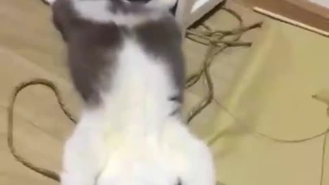 Cat back flip