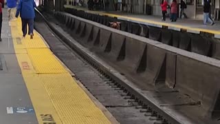 Loose Bull Spotted Running on Train Tracks in New Jersey