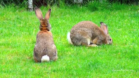 Big Flemish Giant bunny rabbit: running, playing, digging