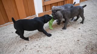 9 Week old Cane Corso Puppies