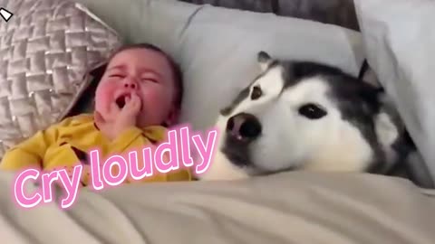 The baby kept crying and the dog tried his best to comfort the baby.