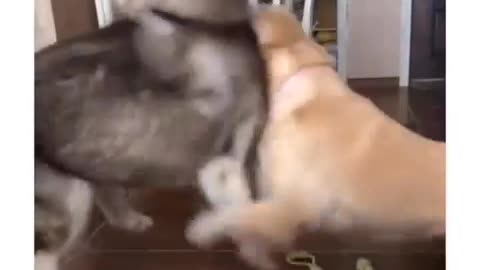 When your furry friends get into a playful brawl