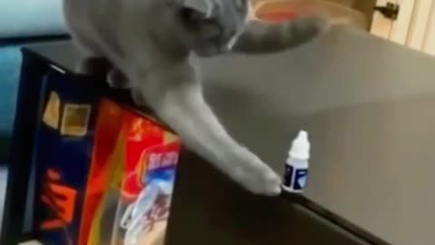 Crazy cat video