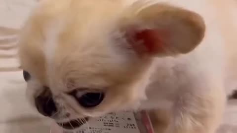 Engry puppy