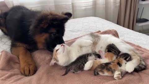 Morocco's Shepherd Puppy Meets Mom Cat with Newborn Kittens for the First Time