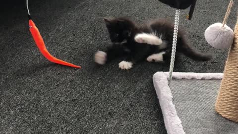 little cute kitten playing with a carrot and other stuff. part 2