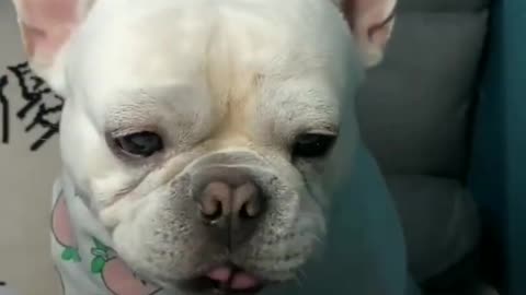 French Bulldog Eating Steamed Pumpkin ASMR