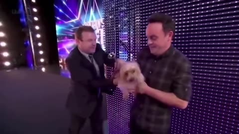 10 FUNNIEST Animal Auditions EVER On Got Talent!