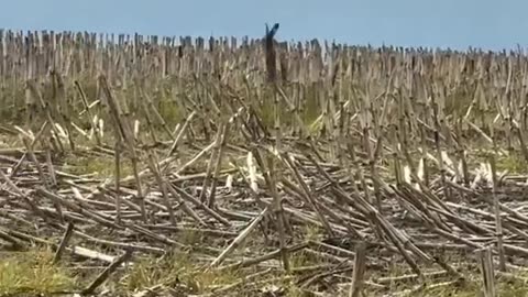 Mother hare trying to protect her babies from a hawk