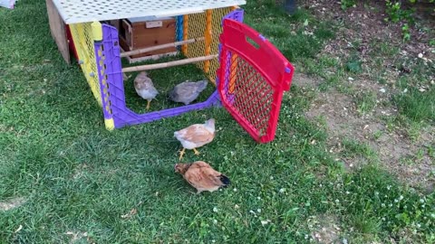 Baby Chicks