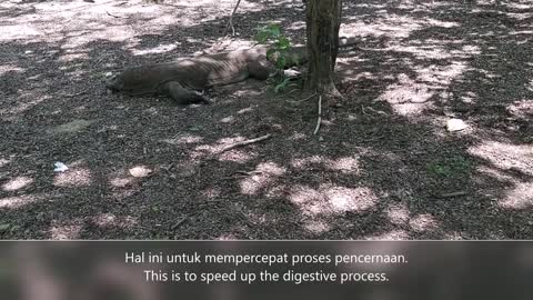 Why Komodo likes to sunbathe on the beach