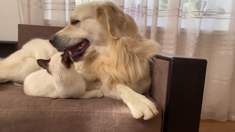 Kitten Washes a Golden Retriever [CUTENESS OVERLOAD]