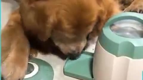 Amazing Genius Golden Retriever Dog in Action!