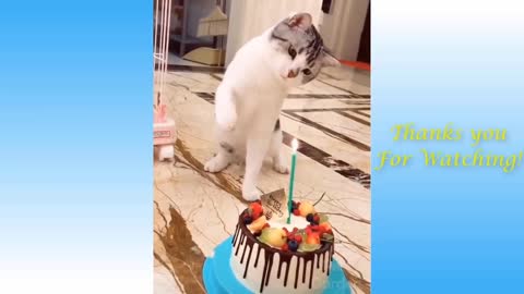 Funniest Animals - Best Of The Funny Animal Videos..🤣🐱