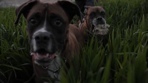 2 BIG DOGS IN GRASS WALKING CINEMACTIC SHORT CLIP