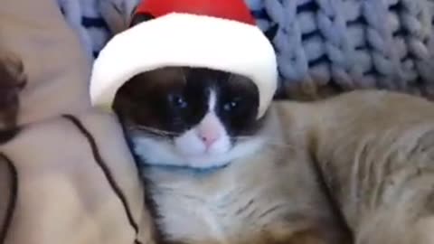 Christmas cat