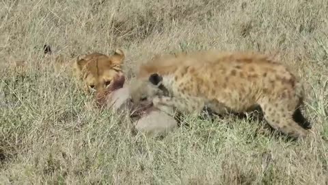 Hyena Vs Lion fighting after digging up warthog