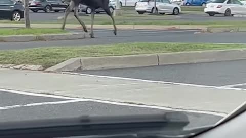 Moose Runs Around Parking Lot in Connecticut