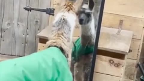 Hilarious moment baby llama reacted to seeing his reflection in a mirror for first time