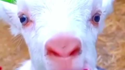 cute goat baby _ goat sound _ cute goten _ goat video _ funny goat _ cute goat funny video _ #shorts