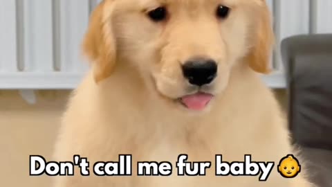 We' re different | cutest golden retriever puppy #short video