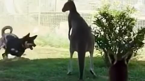 DOG VS KANGOROO