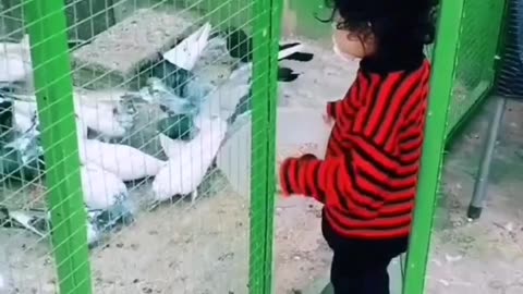 Kabootar Baz | Pigeon cage | Pigeons lovers video