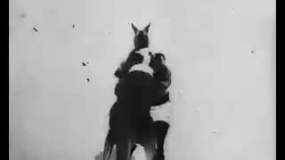 Boxing Kangaroo (1895 Film) -- Directed By Max Skladanowsky -- Full Movie