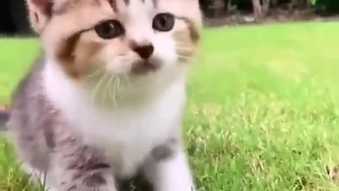 Funniest Videos 2023 😂 Funny Cats 🐱 #cute #cat #short
