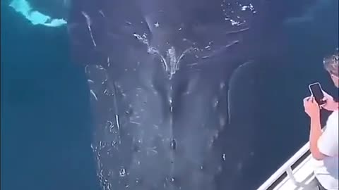 Nice big fish video