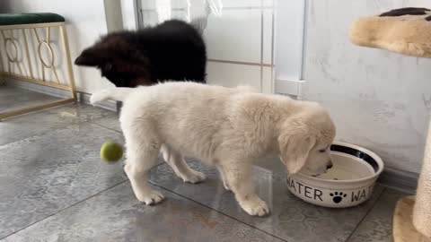 German Shepherd Puppy vs. Her Water Bowl!