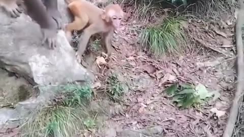 Monkey 🐒 fight for children |Funny animal videos|try not to laugh