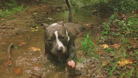 a dog getting wet in creek