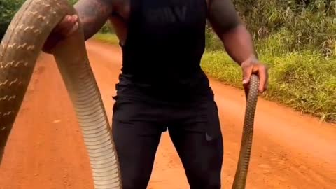 Handling this Big Cobra isn't easy job 😱