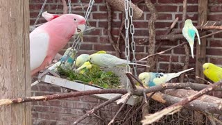 Budgies and cockatoo parrots